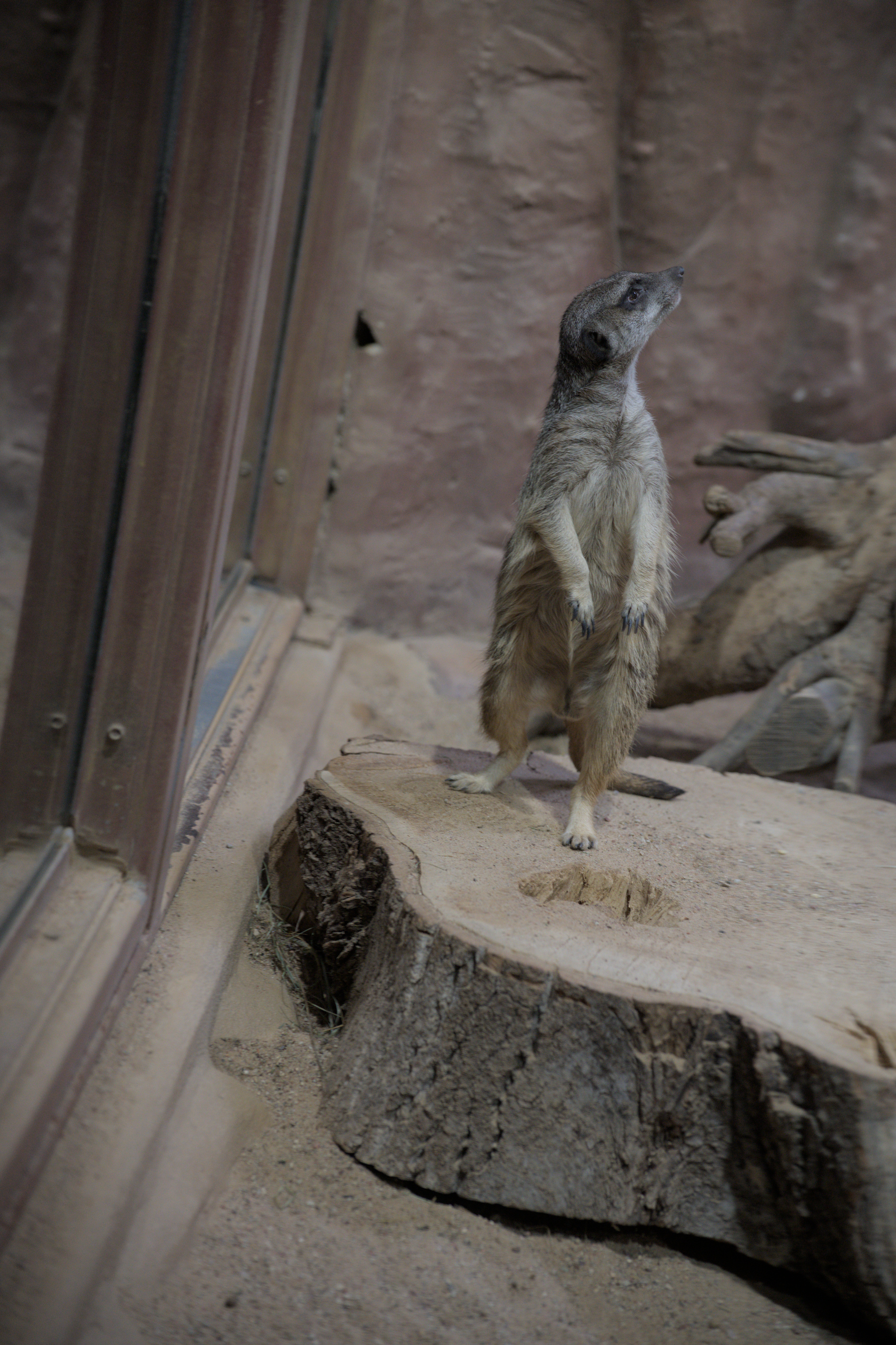 2025/10/12 - zoo/DSC_0341.jpg